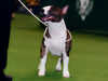 miniature-bull-terrier owners