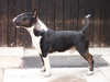 miniature-bull-terrier stud-dogs