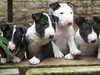 miniature-bull-terrier puppies