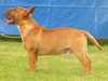 miniature-bull-terrier results