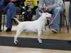 miniature-bull-terrier clubs