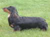 miniature long haired dachshund