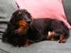 miniature-long-haired-dachshund breeders