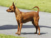 miniature-pinscher breeders