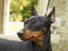 miniature-pinscher owners