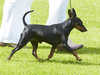 miniature-pinscher stud-dogs