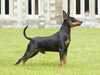 miniature-pinscher puppies