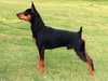 miniature-pinscher results
