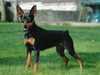 miniature-pinscher clubs