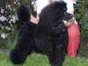 miniature-poodle breeders