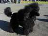 miniature-poodle clubs