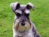 miniature-schnauzer breeders