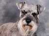 miniature-schnauzer stud-dogs