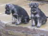 miniature-schnauzer puppies