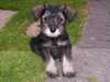 miniature-schnauzer clubs
