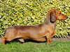 Miniature Smooth Haired Dachshund