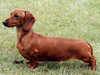 miniature-smooth-haired-dachshund owners