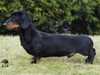 miniature-smooth-haired-dachshund results