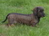 miniature wire haired dachshund