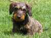 miniature-wire-haired-dachshund breeders