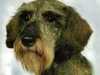miniature-wire-haired-dachshund owners