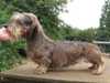 miniature-wire-haired-dachshund stud-dogs