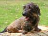 miniature-wire-haired-dachshund puppies