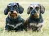 miniature-wire-haired-dachshund results