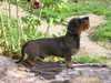 miniature-wire-haired-dachshund clubs
