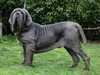 neapolitan mastiff