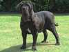 neapolitan-mastiff breeders