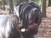 neapolitan-mastiff owners