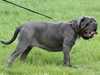 neapolitan-mastiff stud-dogs