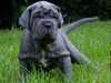 neapolitan-mastiff puppies