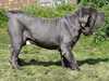 neapolitan-mastiff results