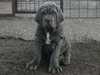 neapolitan-mastiff clubs
