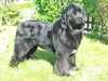 newfoundland breeders