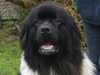 newfoundland owners
