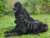 newfoundland stud-dogs