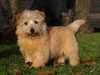 norfolk terrier