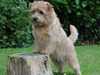 norfolk-terrier owners