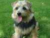 norfolk-terrier stud-dogs