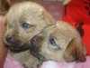 norfolk-terrier puppies