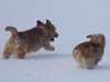 norfolk-terrier clubs