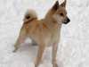 norwegian buhund