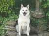norwegian-buhund breeders