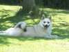 norwegian-buhund stud-dogs
