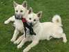 norwegian-buhund puppies