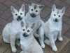 norwegian-buhund clubs