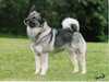 norwegian elkhound